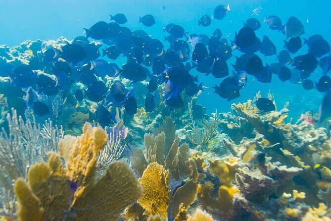 Snorkel Tours to Shallow Coral Reefs at Pennekamp Underwater Park - Practical Details