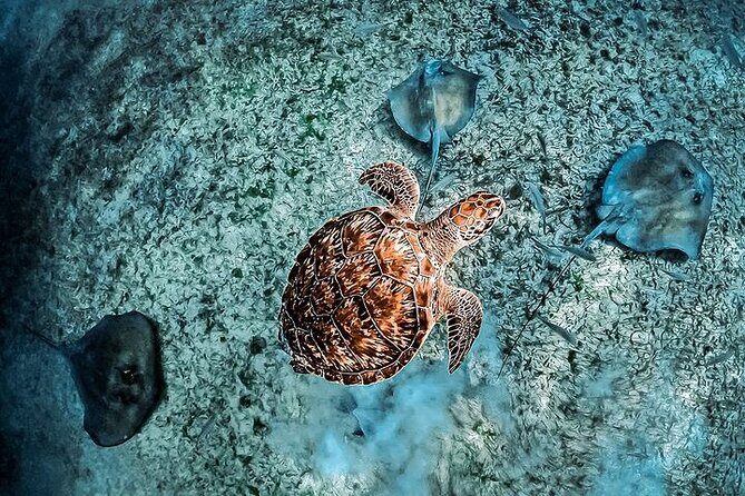 Snorkel Tulum: 2 reef point, 1 hour 20 minutes tour - FAQs about the Tulum Snorkeling Tour