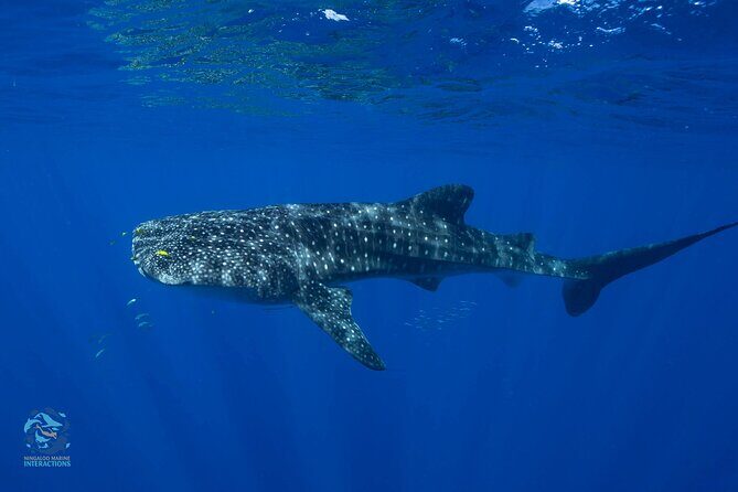 Snorkel with Giants at Ningaloo Reef - The Experience’s Highlights According to Reviewers