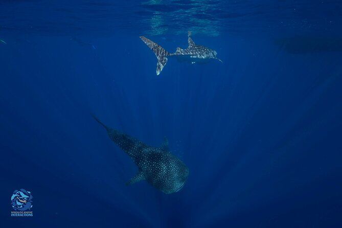 Snorkel with Giants at Ningaloo Reef - Practical Details & Considerations