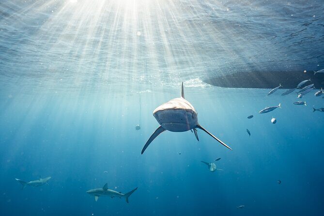 Snorkel with sharks on the North Shore of Oahu - An In-Depth Look at the Shark Snorkeling Tour