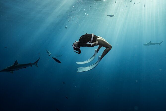 Snorkel with sharks on the North Shore of Oahu - The Sum Up