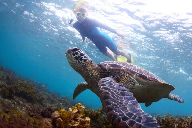Snorkel with Turtles - Snorkel with Turtles: An Authentic Oahu Marine Escape