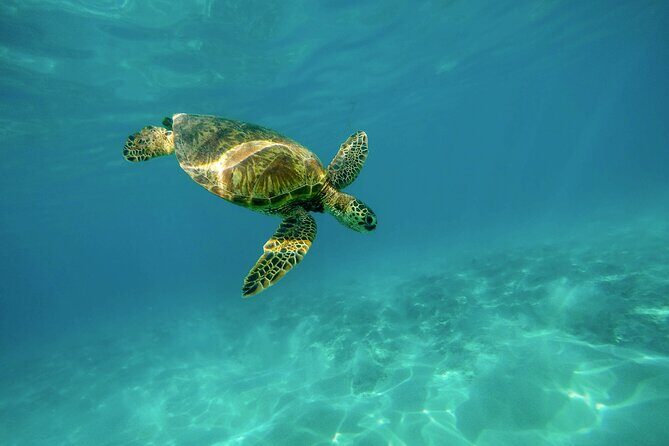 Snorkel with Turtles Gold Coast - Key Points