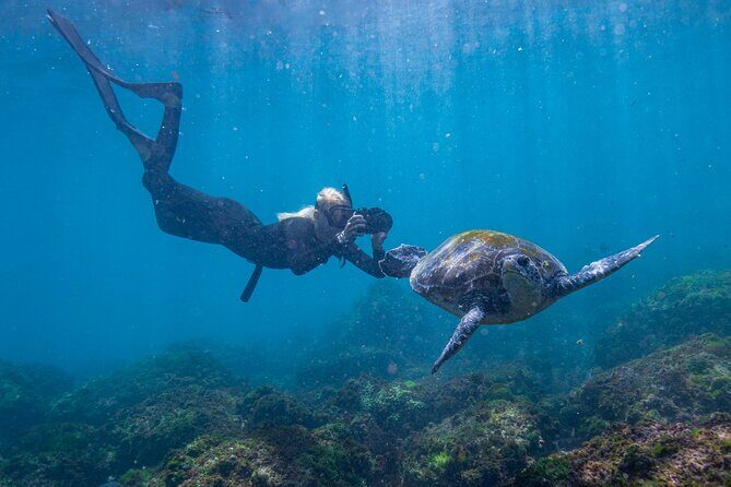 Snorkel with Turtles Gold Coast - The Value of This Tour