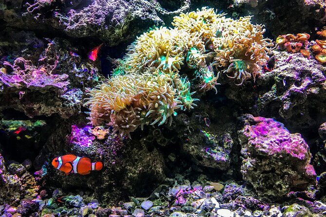 Snorkel with Turtles Gold Coast - Final Words