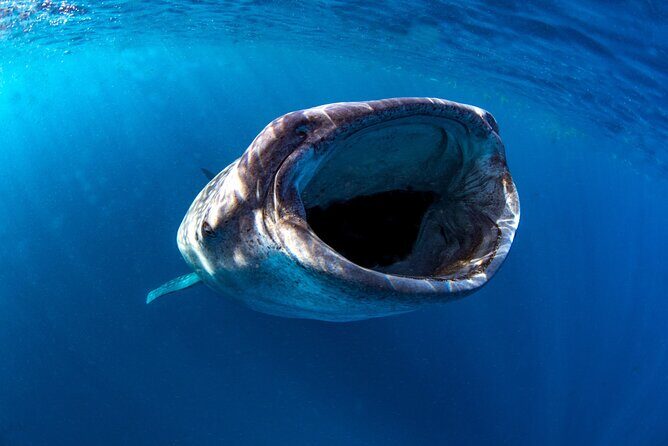 Snorkel with Whale Sharks in La Paz - Who Should Consider This Tour?