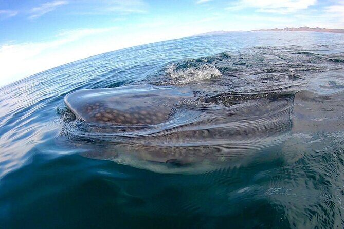 Snorkel with Whale Sharks in La Paz - The Sum Up