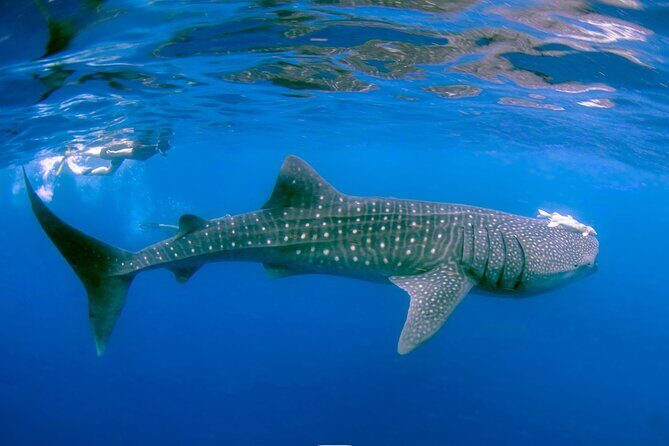Snorkel with Whale Sharks in La Paz - FAQ