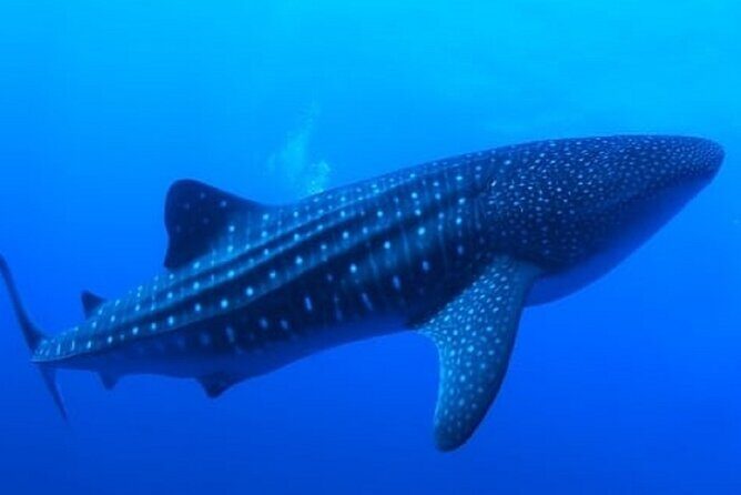 Snorkel with whale sharks includes equipment & transportation - What Do the Reviews Say?