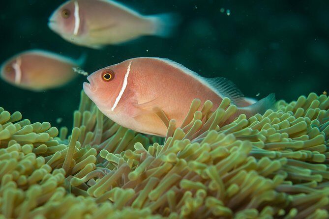 Snorkeling Adventure at Koh Chang  Departing from Koh Chang - FAQs