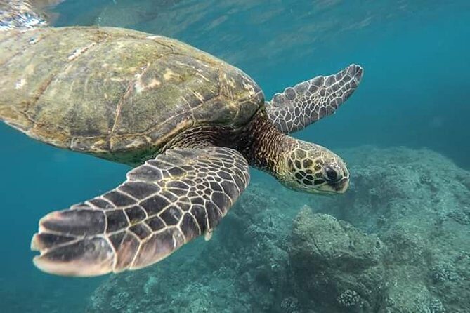 Snorkeling Adventure at Pigeon Island  Explore Marine Life - Key Points