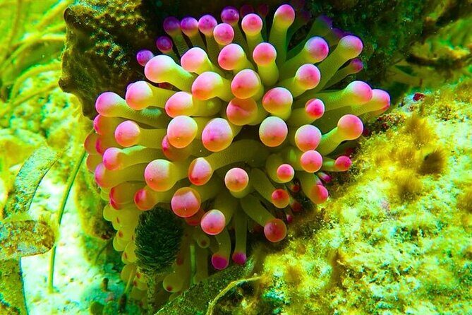 Snorkeling adventure at Puerto Morelos Reef National Park - The Cost and Value Proposition