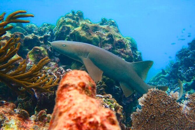 Snorkeling adventure at Puerto Morelos Reef National Park - Real Travelers’ Impressions