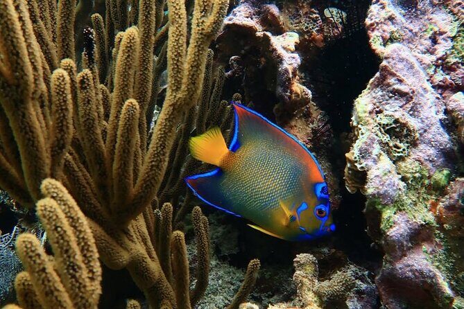 Snorkeling adventure at Puerto Morelos Reef National Park - Practical Tips