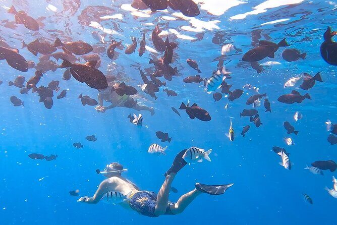 Snorkeling Adventure at Turtle Canyon - Why This Snorkeling Tour Is Worth Considering