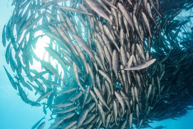 Snorkeling Adventure Cabo Pulmo - Final Thoughts