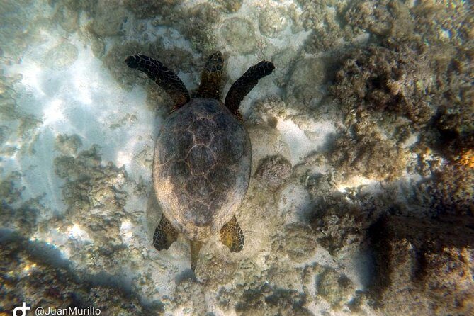 Snorkeling Adventure Cabo Pulmo - FAQs