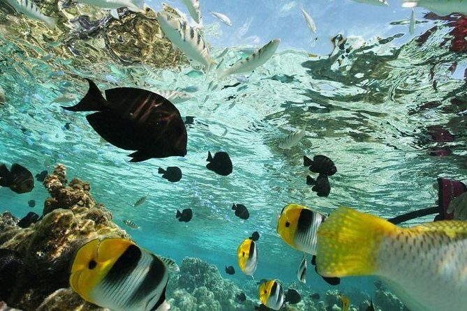 snorkeling adventure - Discovering the Snorkeling Adventure in Puerto Escondido