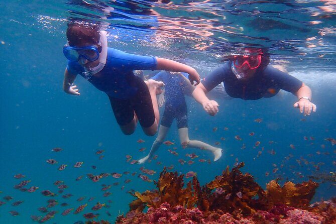 Snorkeling Adventure for Kids with Private Guide In Sydney - Key Points