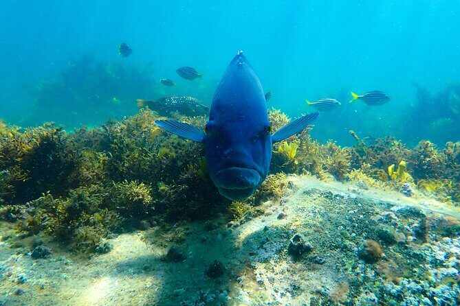Snorkeling Adventure for Kids with Private Guide In Sydney - An Up-Close Look at the Snorkeling Tour