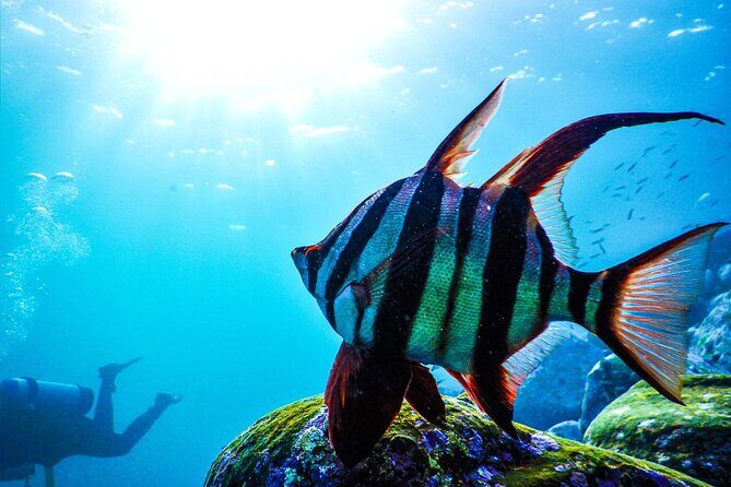 Snorkeling Adventure for Kids with Private Guide In Sydney - FAQs