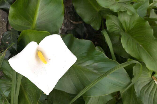 Snorkeling Adventure in Caloura, S. Miguel - Who Is This Tour Best For?