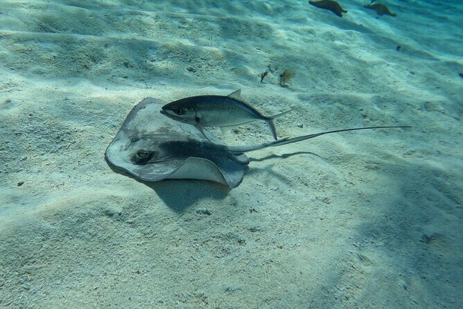 Snorkeling adventure in El Cielo, El Cielito, Palancar and Colombia. - Snorkeling Adventure in El Cielo, El Cielito, Palancar, and Colombia: A Deep Dive into Cozumel’s Underwater Wonders