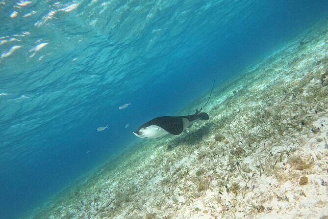 Snorkeling adventure in El Cielo, El Cielito, Palancar and Colombia. - Key Points