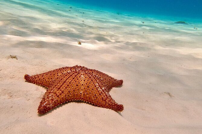 Snorkeling adventure in El Cielo, El Cielito, Palancar and Colombia. - What Travelers Say