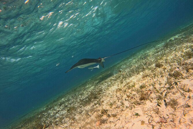 Snorkeling adventure in El Cielo, El Cielito, Palancar and Colombia. - Why Choose This Tour?