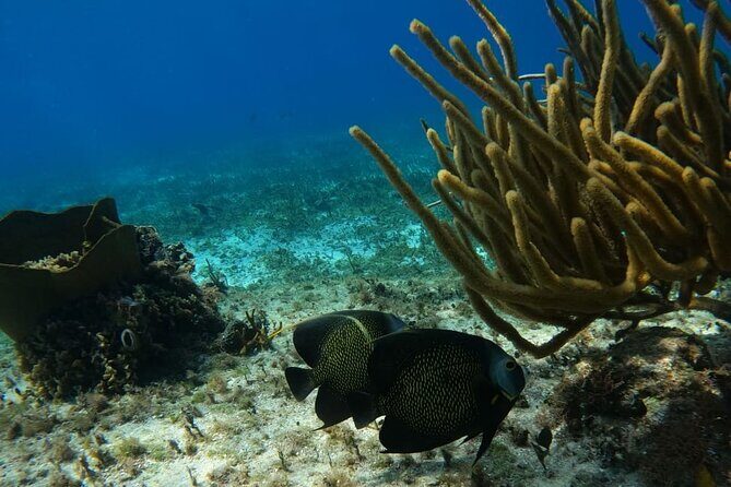 Snorkeling adventure in El Cielo, El Cielito, Palancar and Colombia. - Final Thoughts: Who Is This Tour Best For?