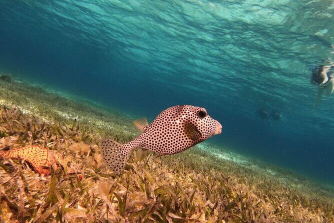 Snorkeling adventure in El Cielo, El Cielito, Palancar and Colombia. - FAQs