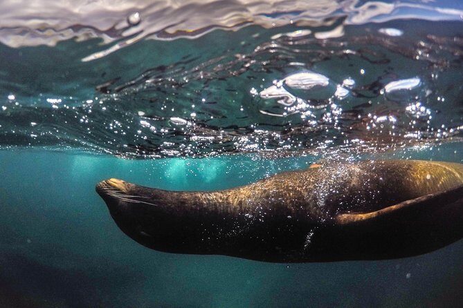 Snorkeling Adventure in La Jolla - An In-Depth Look at the Snorkeling Tour