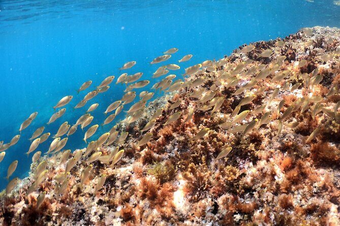 SNORKELING ADVENTURE | Pula Boat - Frequently Asked Questions