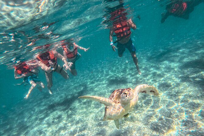 Snorkeling Adventure Swim with Sea Turtles at Akumal - Discover the Underwater Magic of Akumal with a Snorkeling Adventure