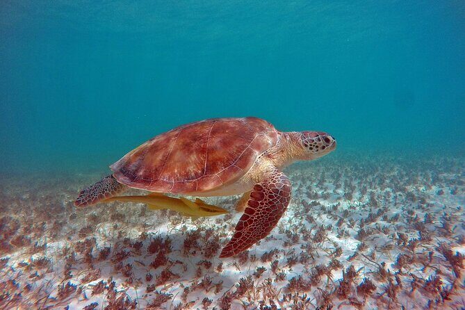 Snorkeling Adventure Swim with Sea Turtles at Akumal - The Experience from Others