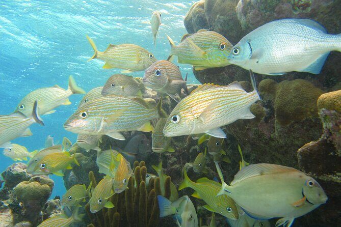 Snorkeling Adventure Swim with Sea Turtles at Akumal - Who Will Love This Tour?