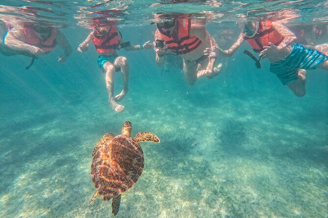 Snorkeling Adventure Swim with Sea Turtles at Akumal - In Summary