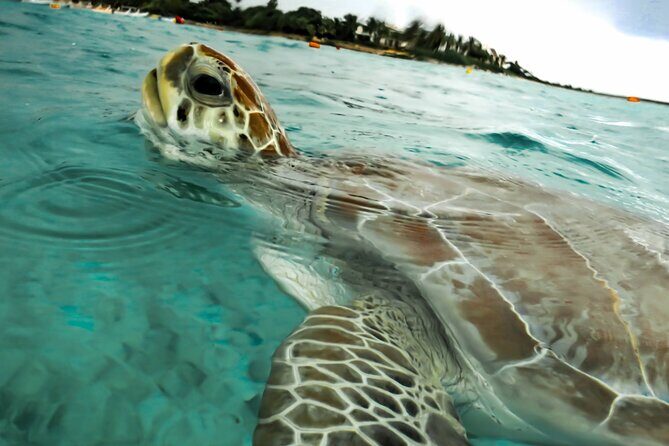 Snorkeling Adventure Swim with Sea Turtles at Akumal - Frequently Asked Questions