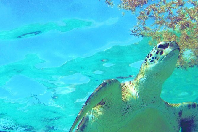 Snorkeling Adventure Tour Reef & Cenote - The Authentic Touch: What Travelers Love and Some Considerations