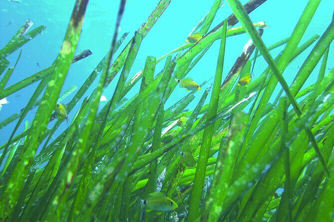 Snorkeling Adventure Trip - Frequently Asked Questions