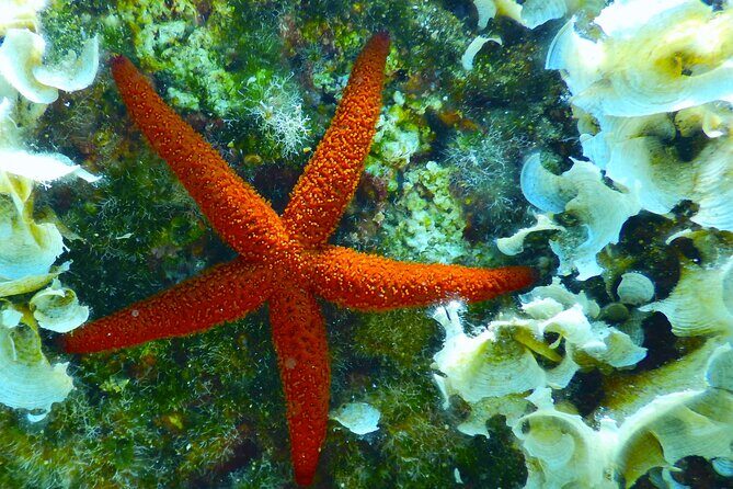 Snorkeling Adventure Trip - Final Verdict