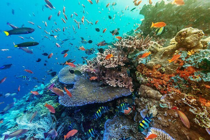 Snorkeling Adventure with East Nusa Penida Tour All Inclusive - Who Will Love This Tour?