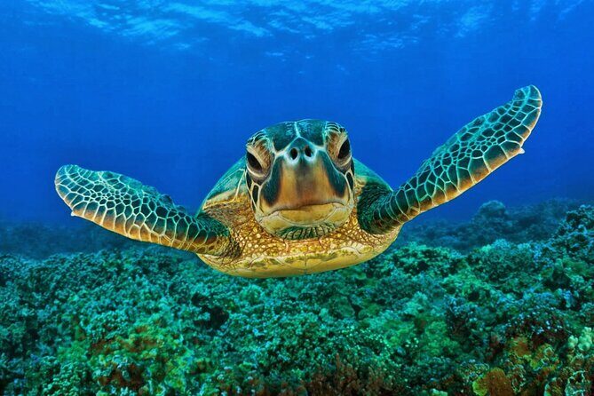 Snorkeling Adventure with Sea Turtles and Cenote Exploration - Exploring the Snorkeling Adventure with Sea Turtles and Cenote Exploration