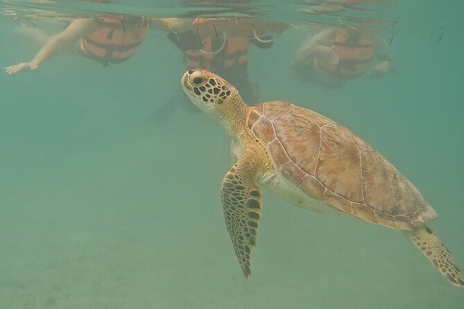 Snorkeling Adventure with Sea Turtles and Cenote Exploration - Final Thoughts