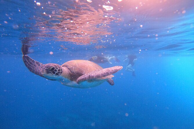Snorkeling and Boat Tour in a Turtle Area - The Review Summary: A Balanced Perspective
