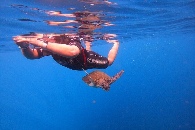 Snorkeling and Boat Tour in a Turtle Area - FAQ