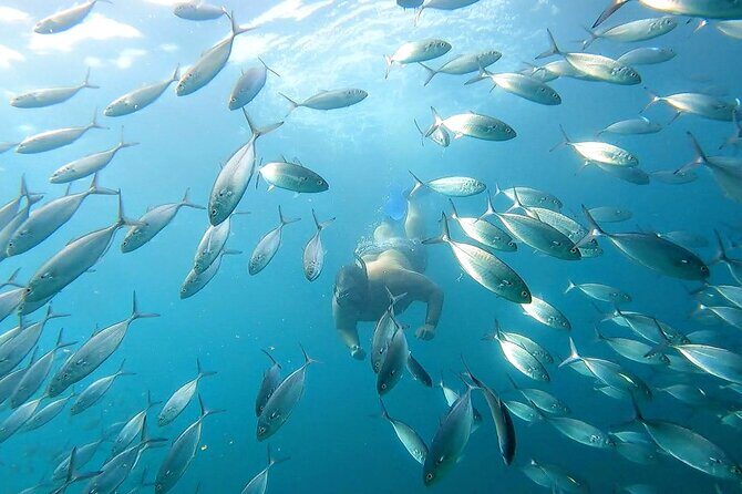 Snorkeling and whale watching Tour in Cabo - FAQ