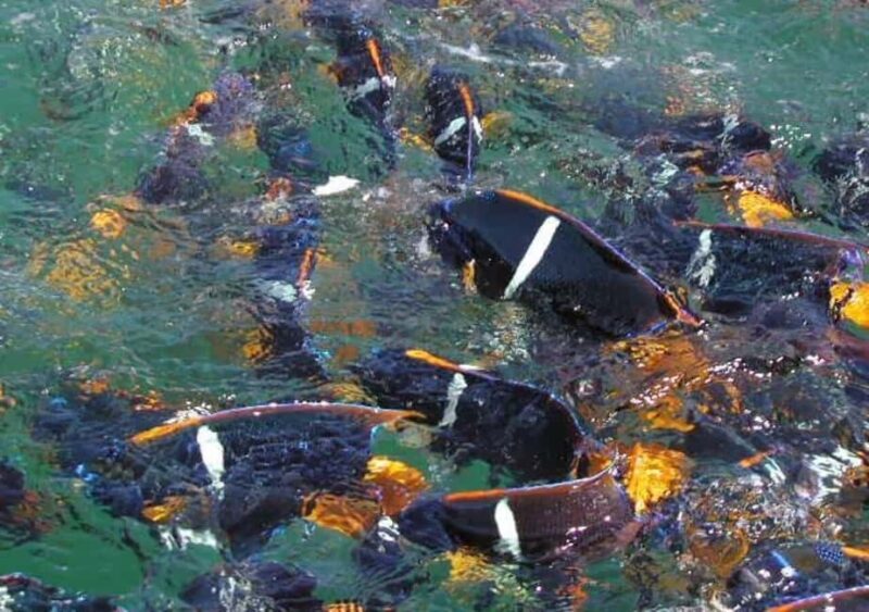 Snorkeling and Yelapa Beach Tour Majahuitas - Key Points